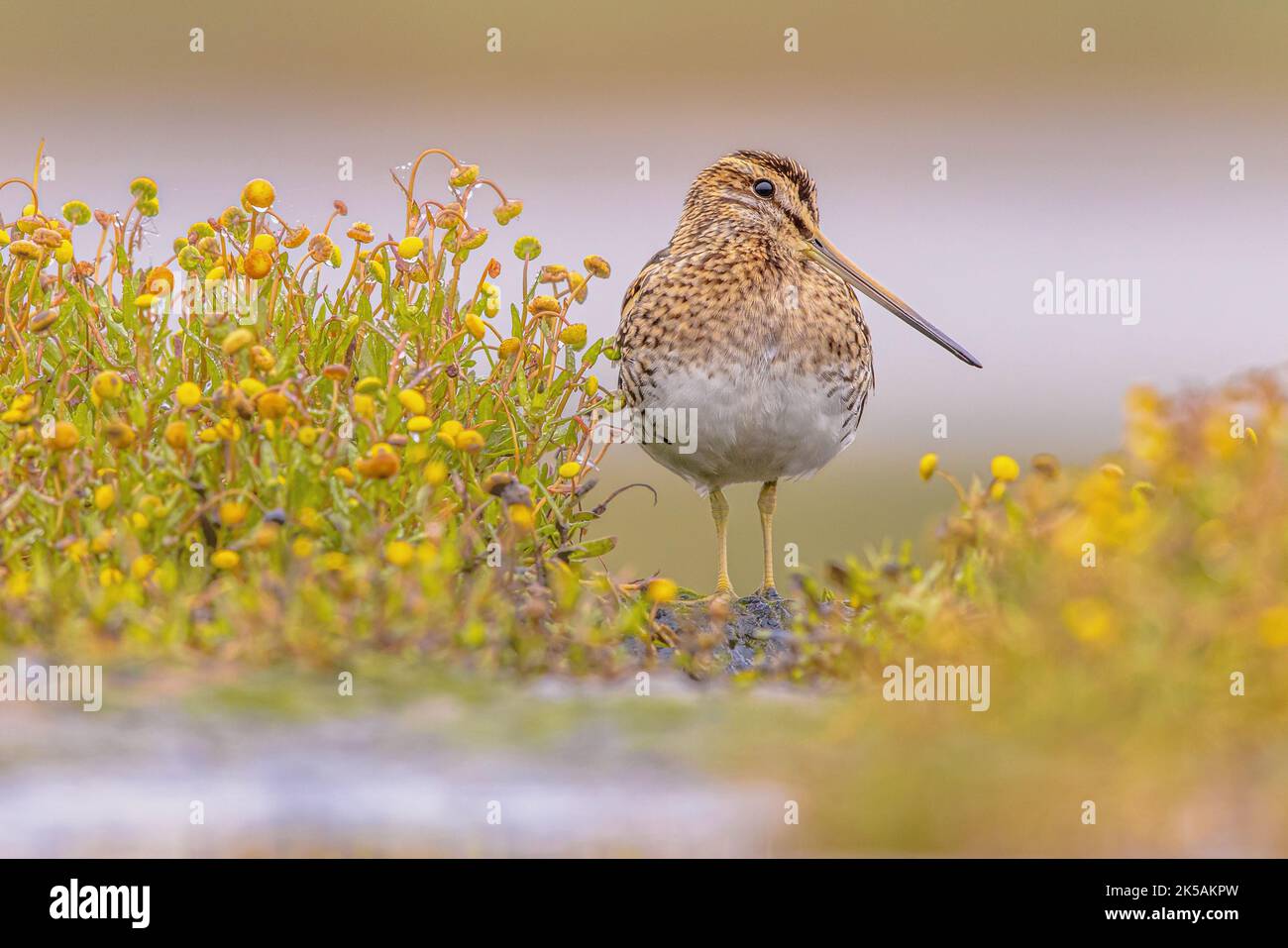 Common snipe (Gallinago gallinago) is a small, stocky wader bird native to the Old World. Breeding habitats are marshes, bogs, tundra and wet meadows Stock Photo