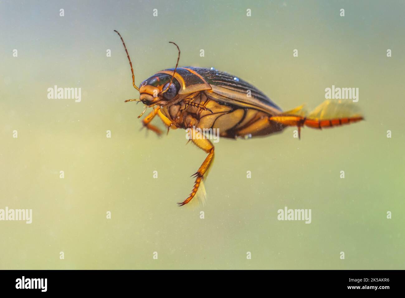 Great diving beetle (Dytiscus marginalis) freswater insect of European rivers and ponds. These beetles live in fresh water, either still or slow-runni Stock Photo