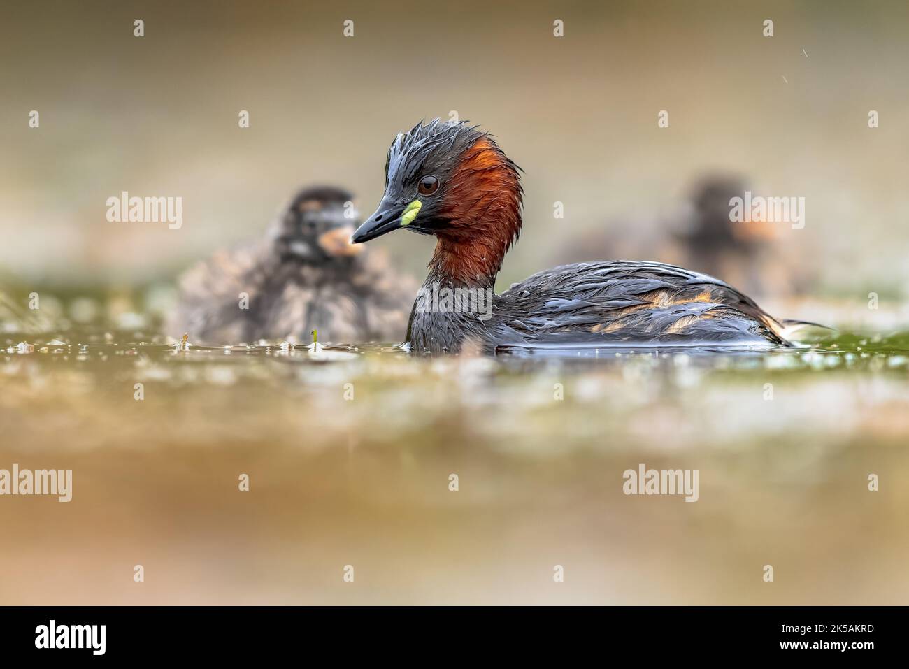 Little Grebe (Tachybaptus ruficollis) Swimming in Water catching fish and feeding chicks. This Waterfowl bird is member of the Grebe family. Wildlife Stock Photo