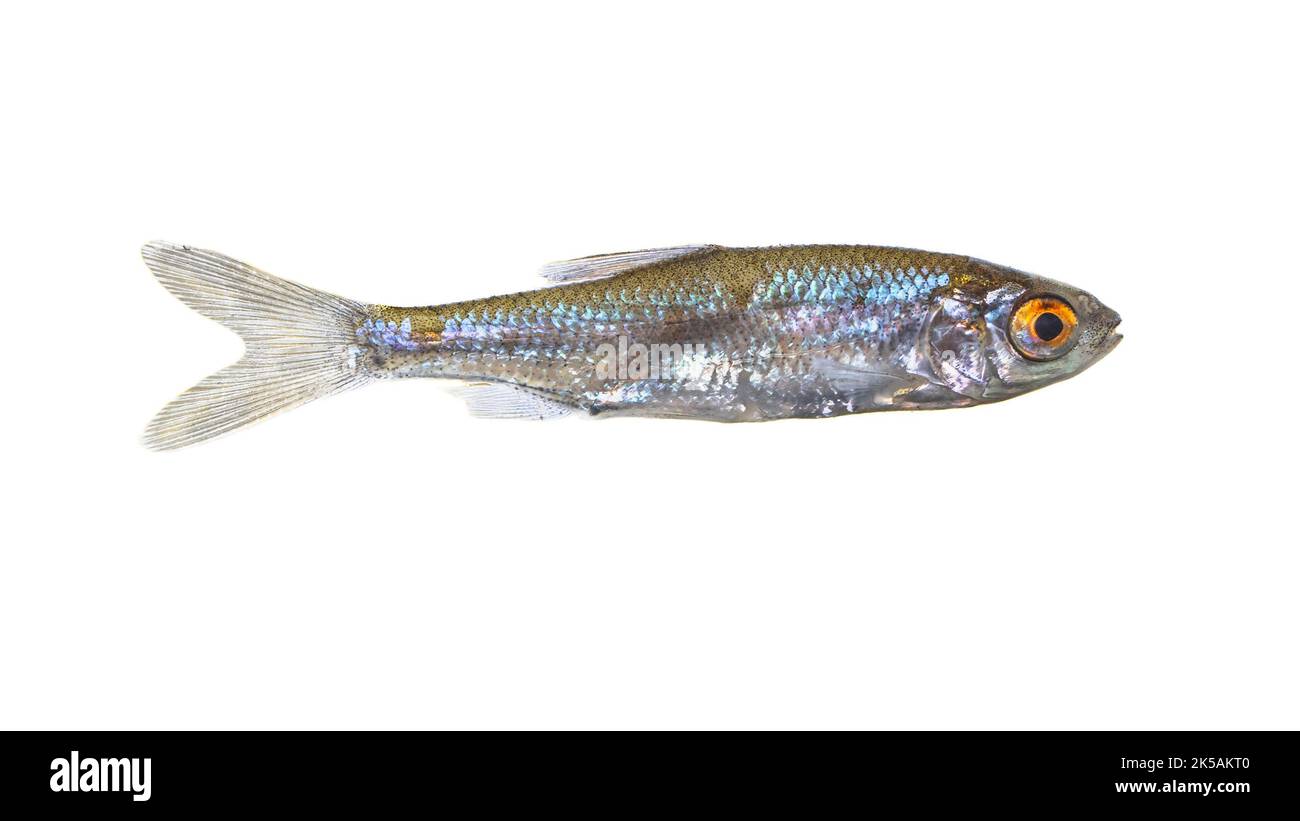 Sunbleak or Belica freshwater fish (Leucaspius delineatus) on white background. It has an upward-turned mouth and a short lateral line which extends a Stock Photo