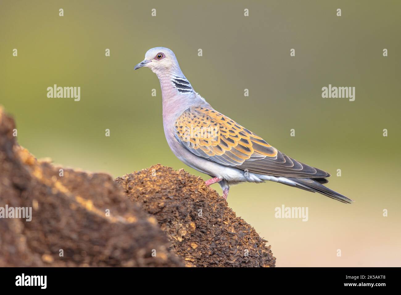 Turtle dove (Streptopelia turtur) perched on ground with blurred