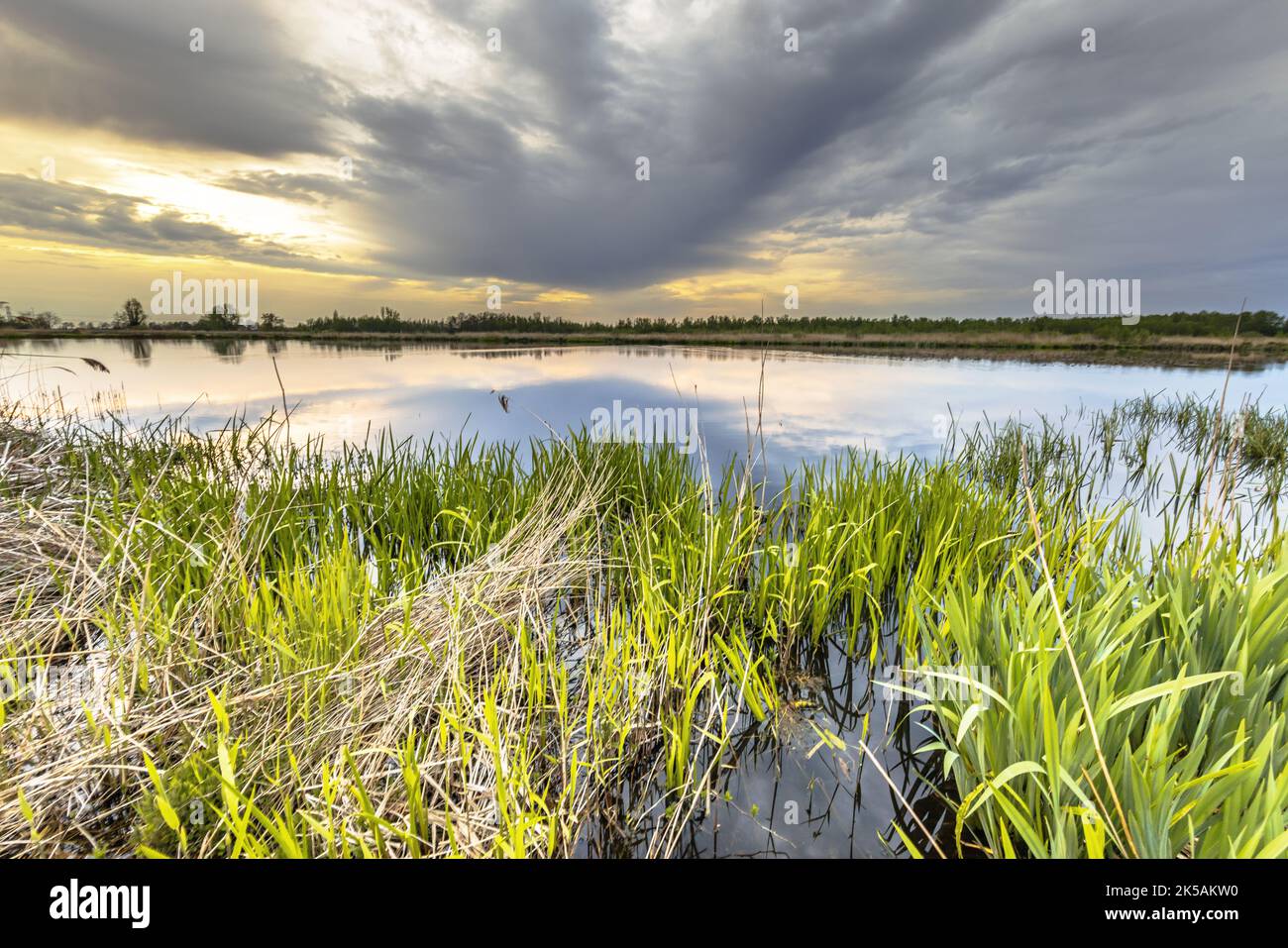 Wetland landscape with pastel colored sunset with reed grass reflecting in water water at Weerribben National Park near Giethoorn, Netherlands Stock Photo