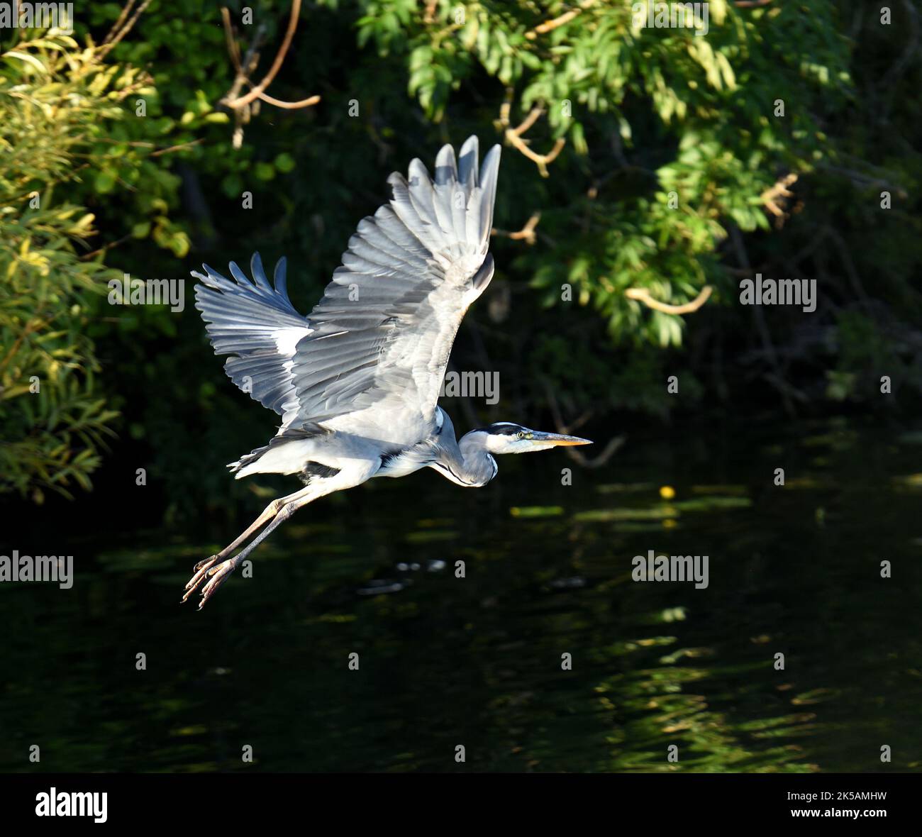 A grey heron, sun lit in flight. Stock Photo