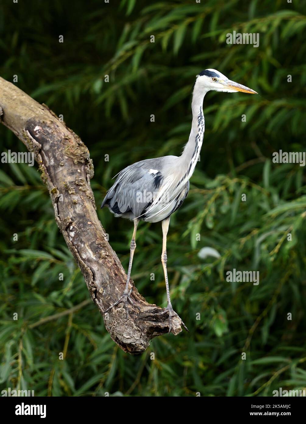 A grey heron, perched on a branch. Stock Photo