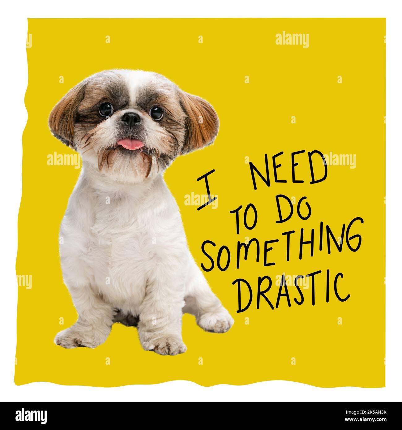Contemporary art collage, design in magazine style with dog isolated ...
