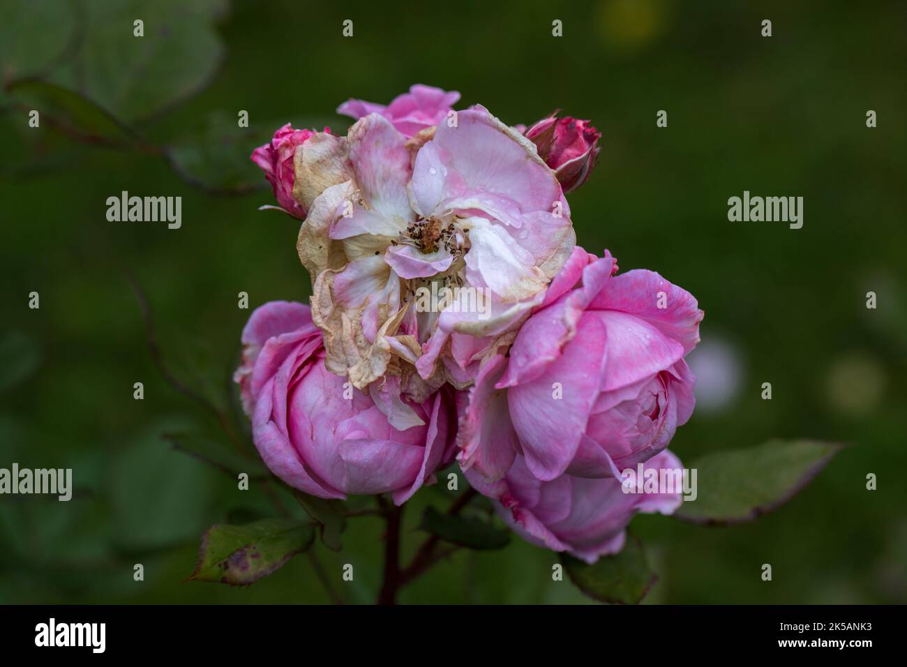 Graceful shoots of medium pink roses with buds and fading flowers against a dark green garden Stock Photo