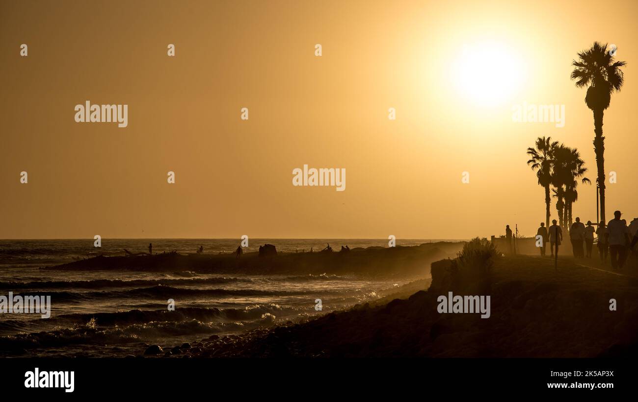 A scenic view of palm trees at the sea shore during sunset Stock Photo ...