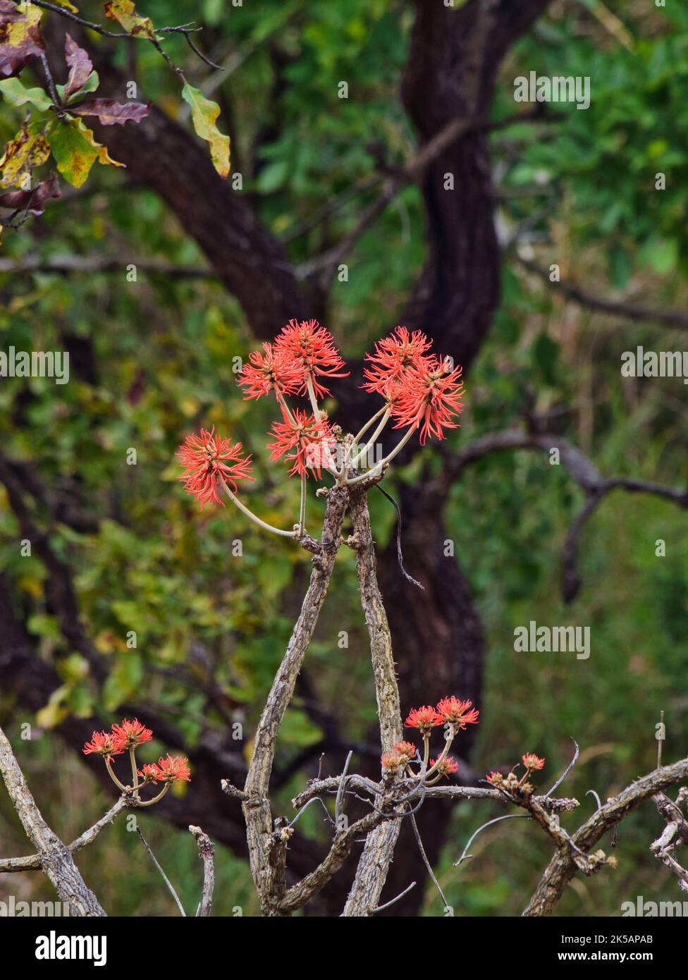 A vertical closeup of a Erythrina Abyssinica flower plant shrub in a forest on a blurry background Stock Photo