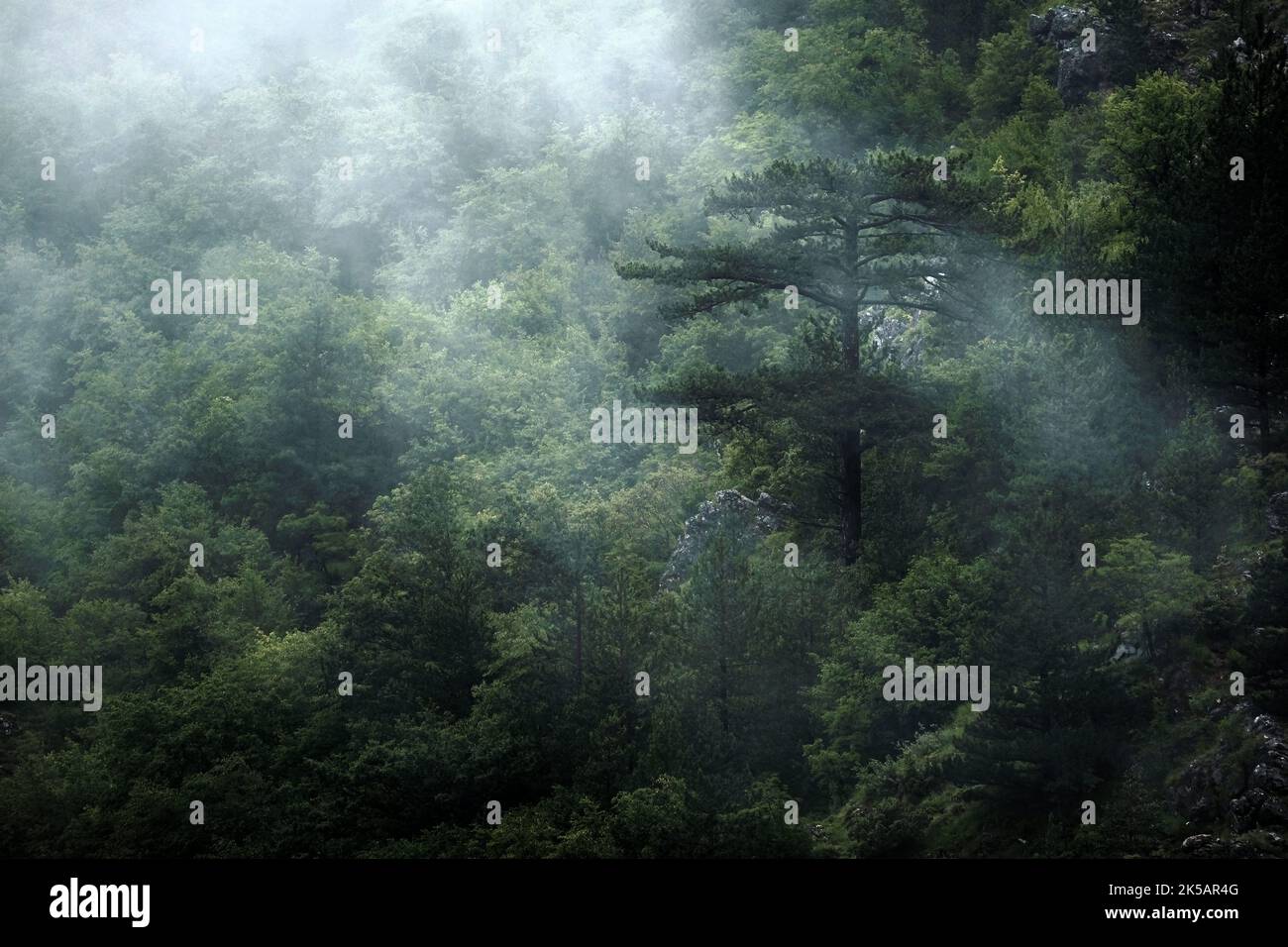 A mesmerizing green foggy forest Stock Photo - Alamy