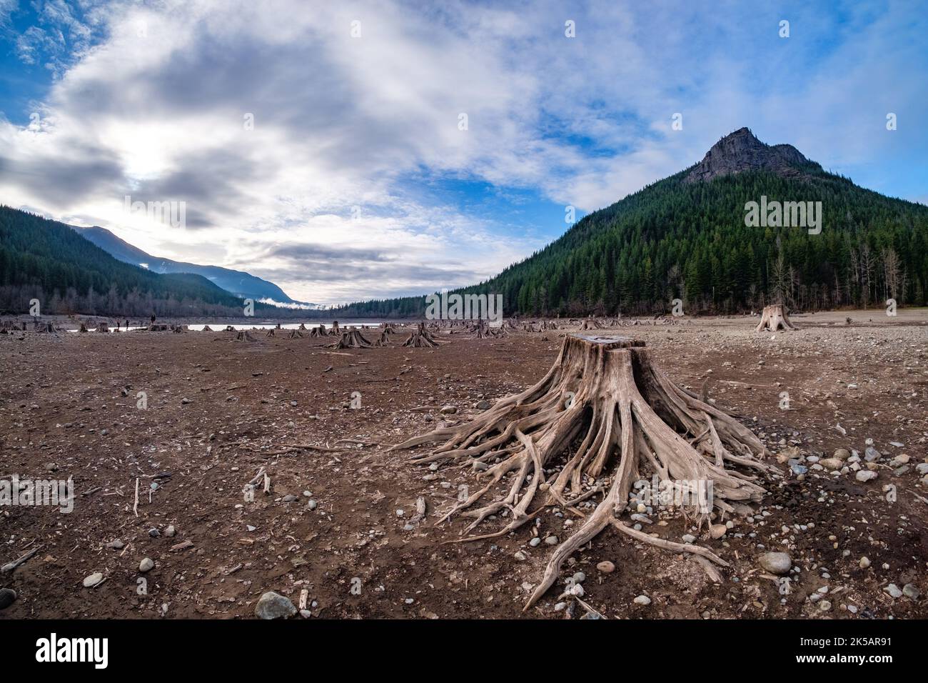 The Rattlesnake Lake with tree stumps in Seattle Stock Photo Alamy
