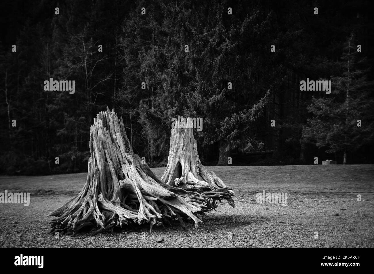 A greyscale shot of the Rattlesnake Lake with tree stumps in Seattle