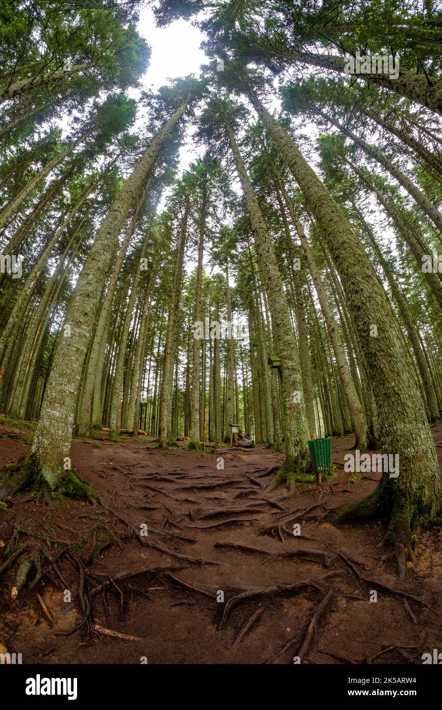 A vertical low angle of tall trees in the forest Stock Photo - Alamy