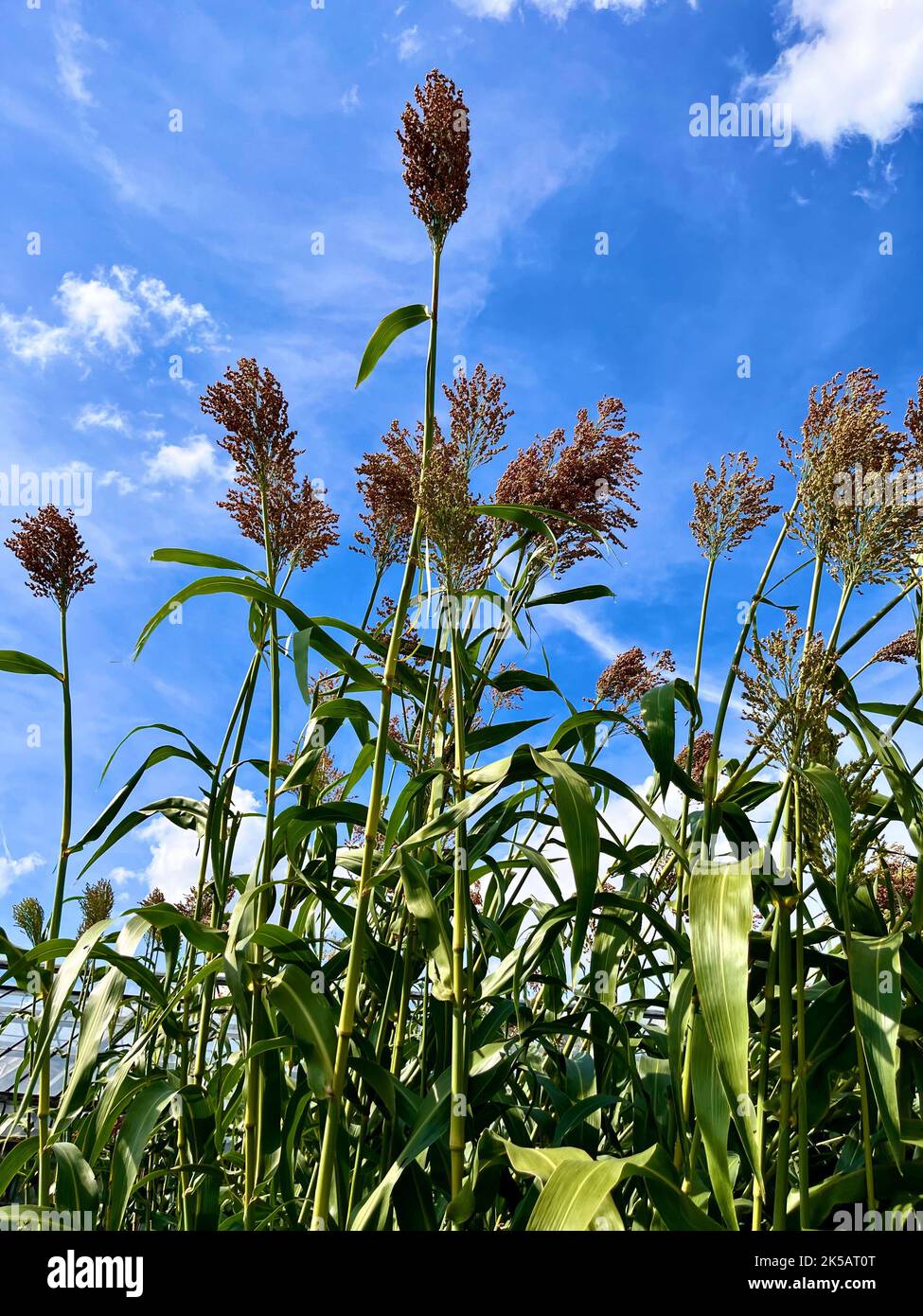 A vertical shot of bicolor) on a sunny day Stock Photo