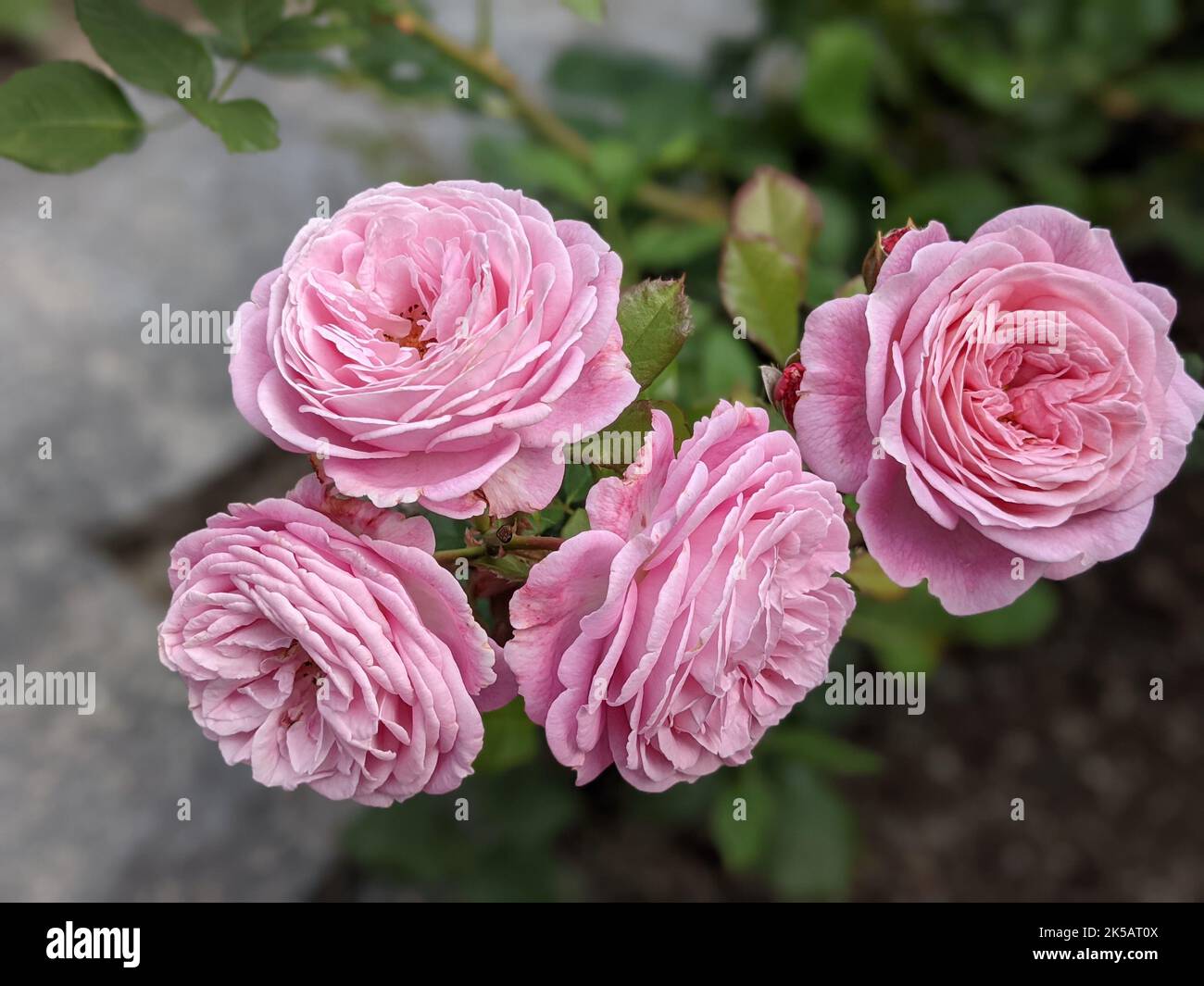 A closeup of pink Princess Alexandra of Kent roses Stock Photo