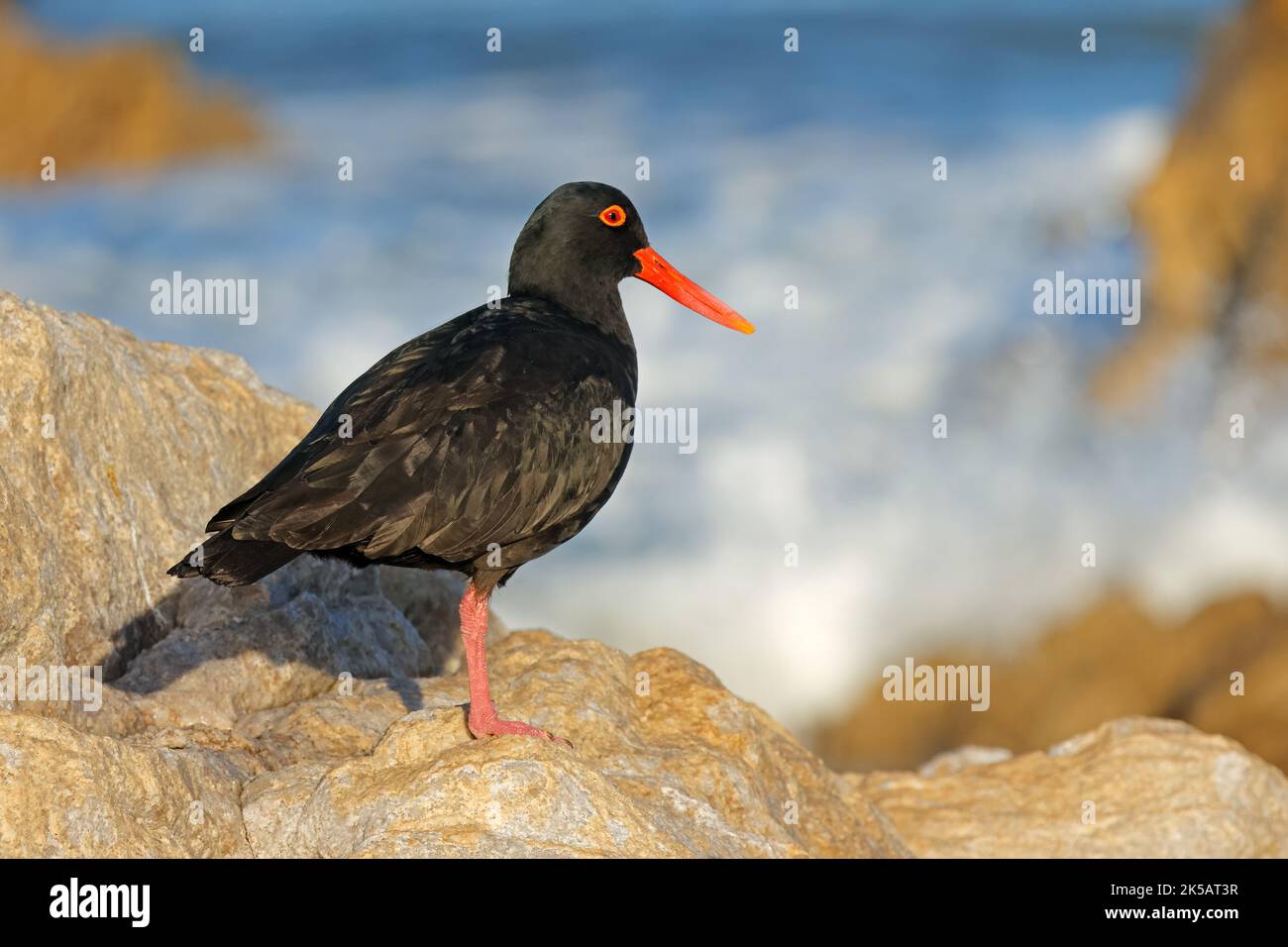 A rare African black oystercatcher (Haematopus moquini) on a coastal