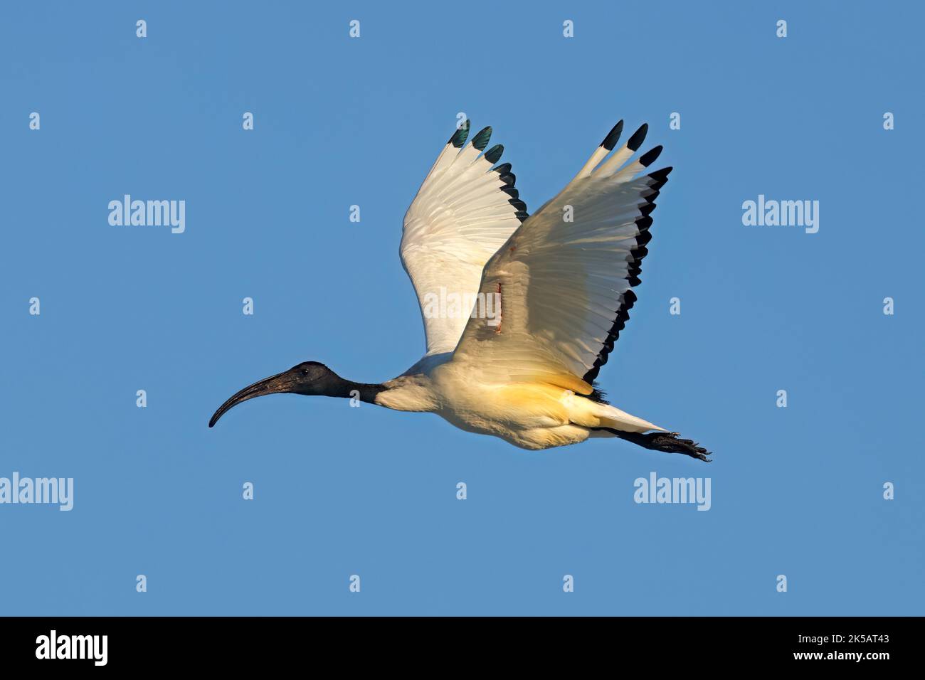 An African sacred Ibis (Threskiornis aethiopicus) in flight with open wings, South Africa Stock Photo