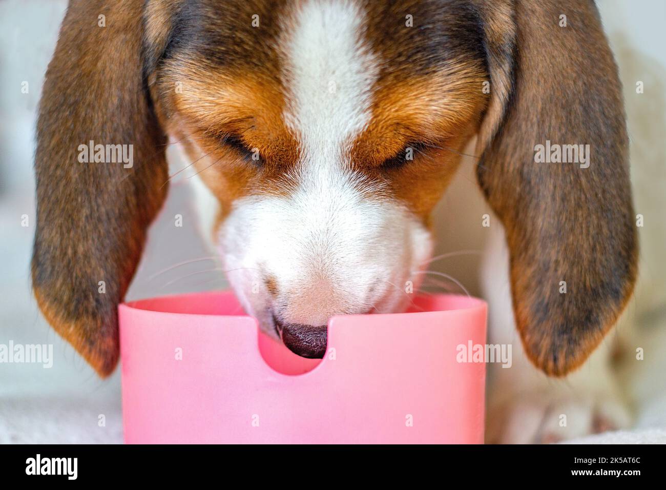 Beagle dog puppy eats food from bowl. Dog's head and bowl closeup. Front view Stock Photo Alamy