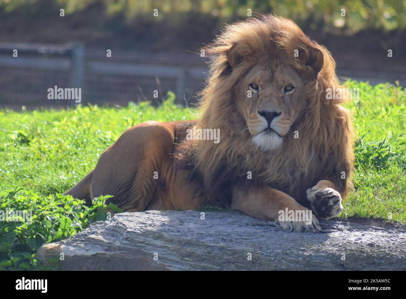 A beautiful male African Lion adjusts his position in the sun on top of a hill at a wildlife park in Yorkshire, England. Stock Photo