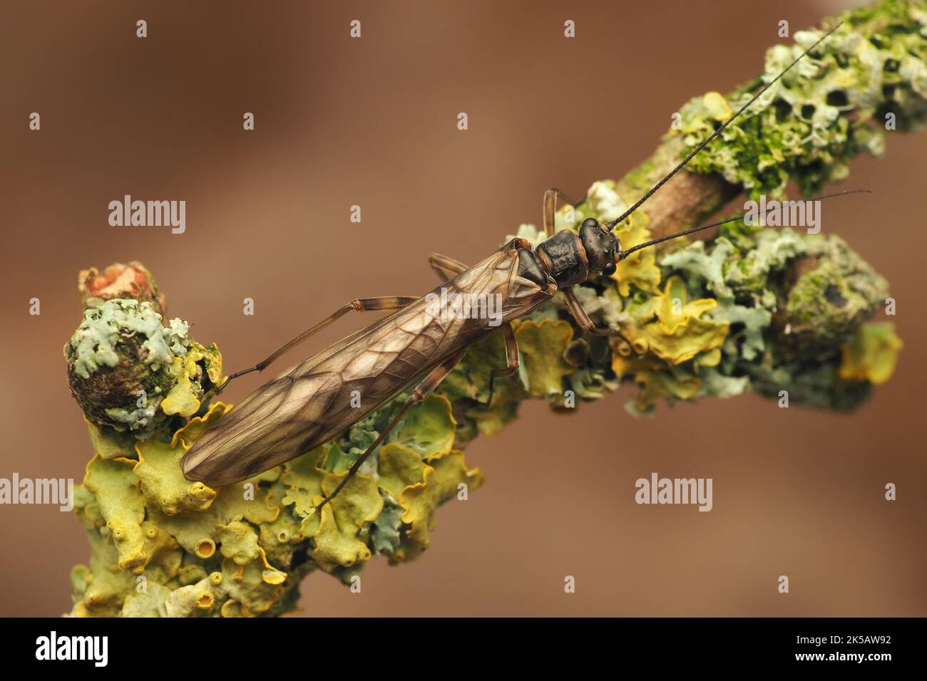 Dorsal view of Protonemura meyeri Stonefly resting on larch tree branch. Tipperary, Ireland Stock Photo