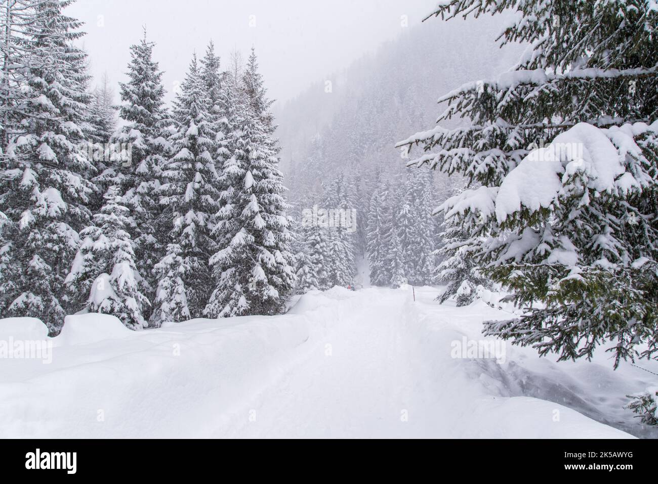 A landscape with a trail on the background of pine trees and mountains ...