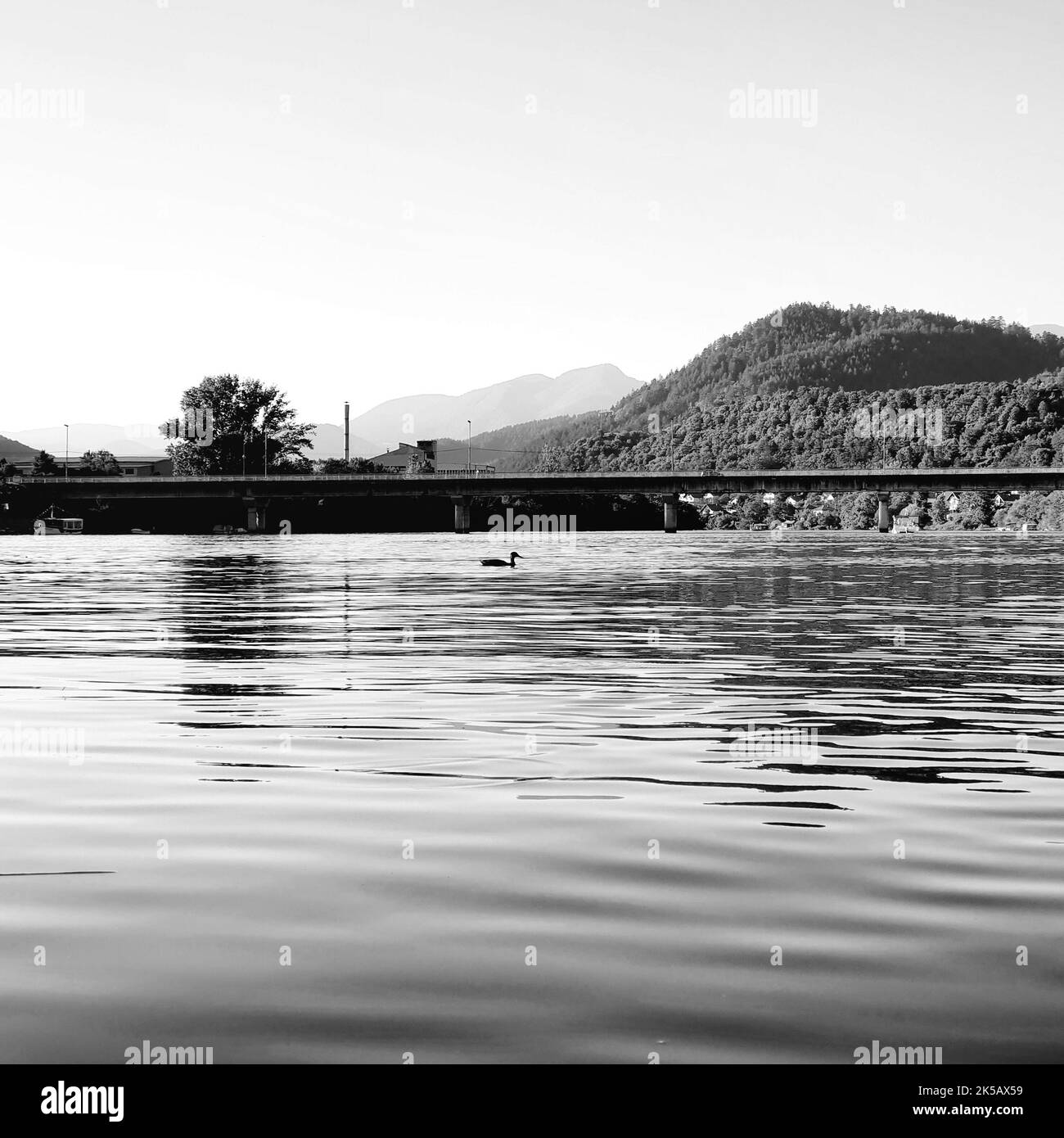 A grayscale of a reflective lake with a swimming duck Stock Photo