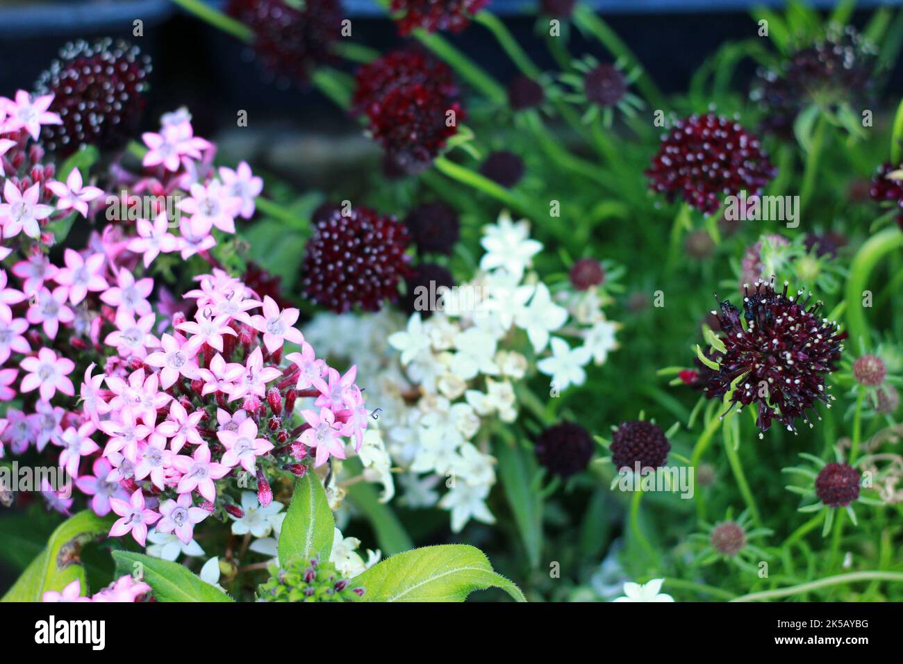 A beautiful floral background of lavender starclusters, Pentas lanceolata and Scabiosa flowerheads Stock Photo