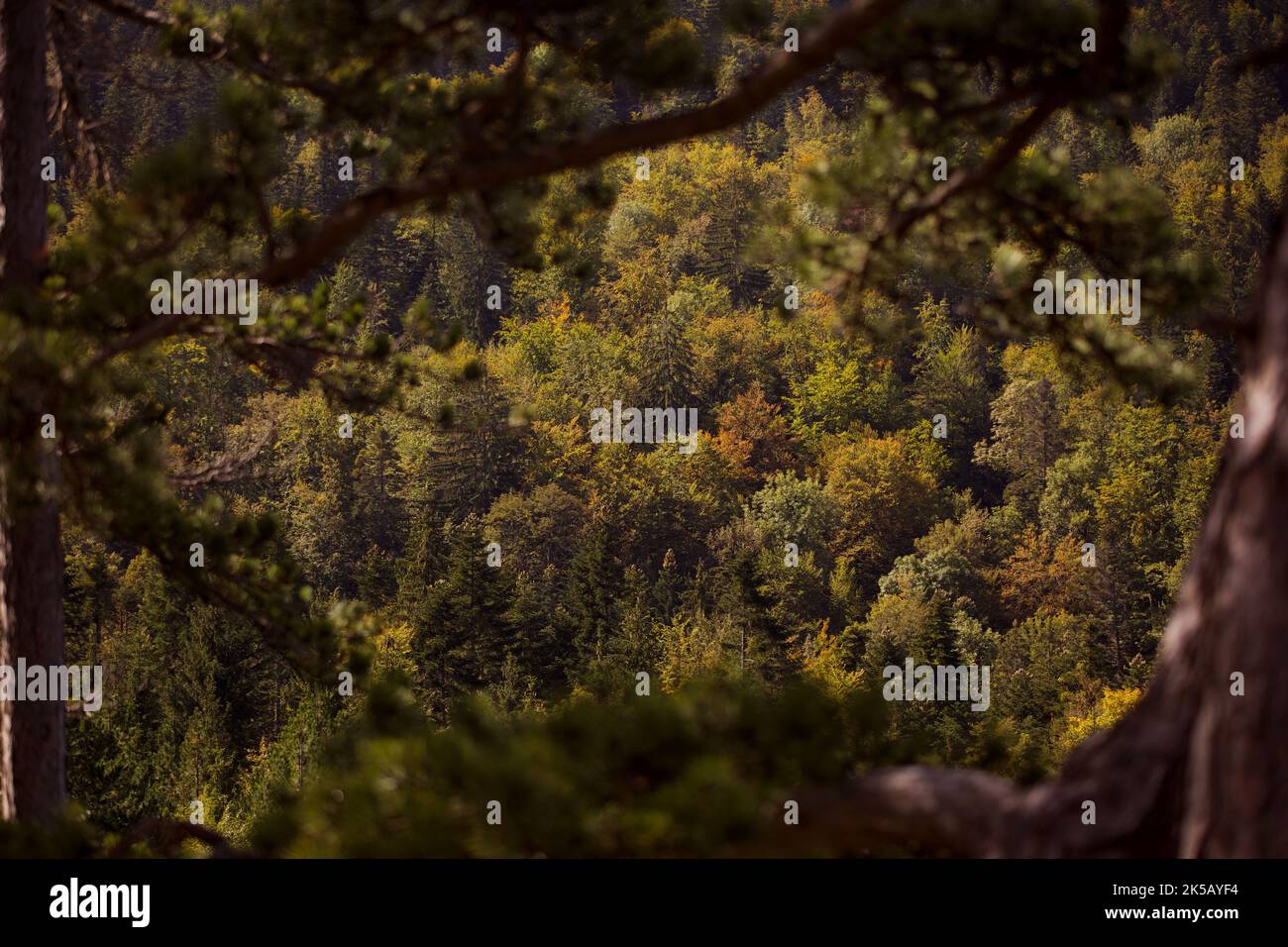 A scenic nature with dense vegetation and greenery Stock Photo - Alamy