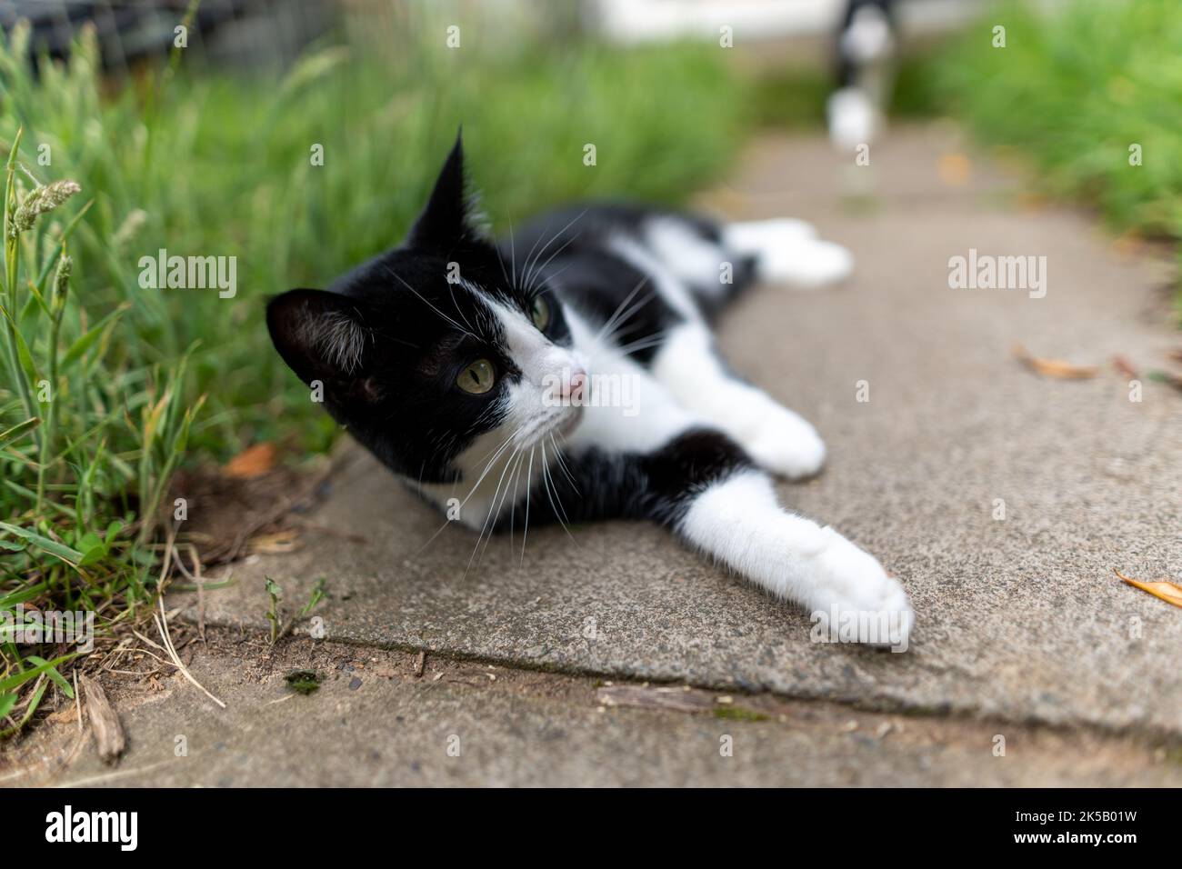 An adorable little black and white cat with green eyes laying on the ...