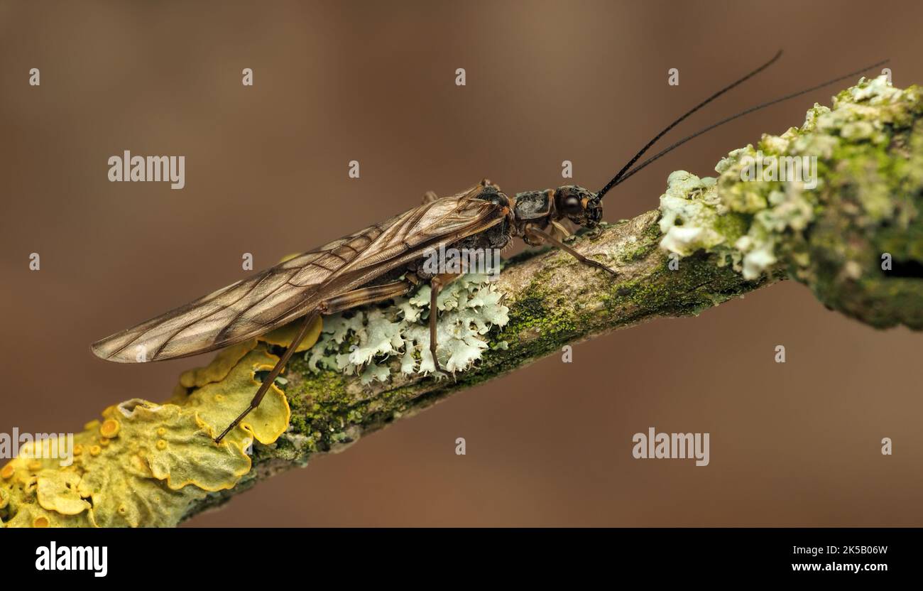 Protonemura meyeri Stonefly resting on larch tree branch. Tipperary, Ireland Stock Photo