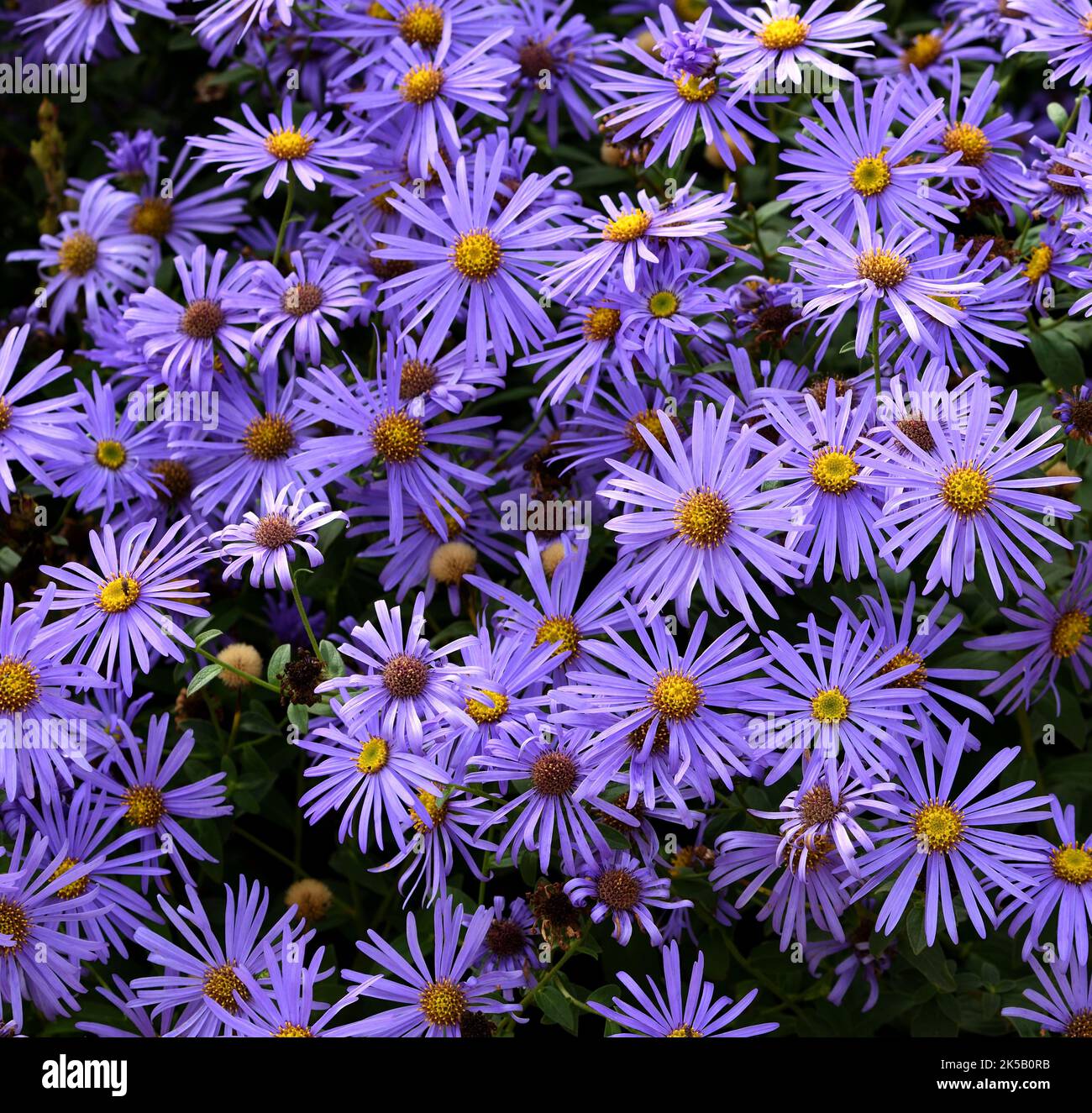 A cluster of the purple flowers of Michaelmas Daisies. Stock Photo