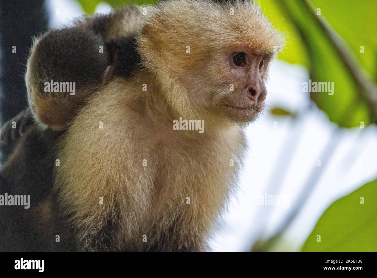 A closeup of a whitefaced mother capuchin monkey looking aside, Quepos