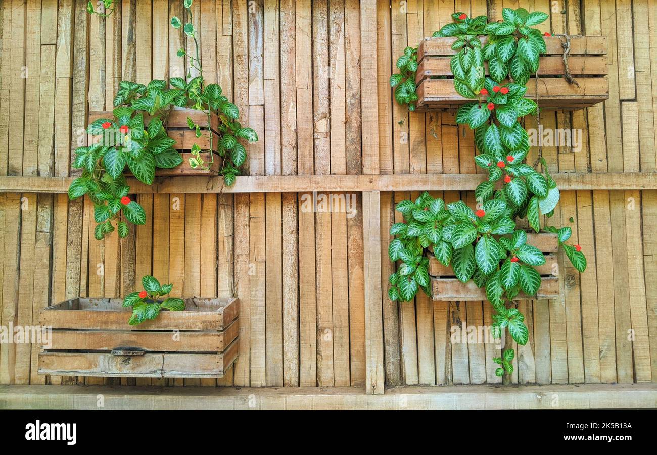 The episcia plant growing in wooden flower pots. Stock Photo