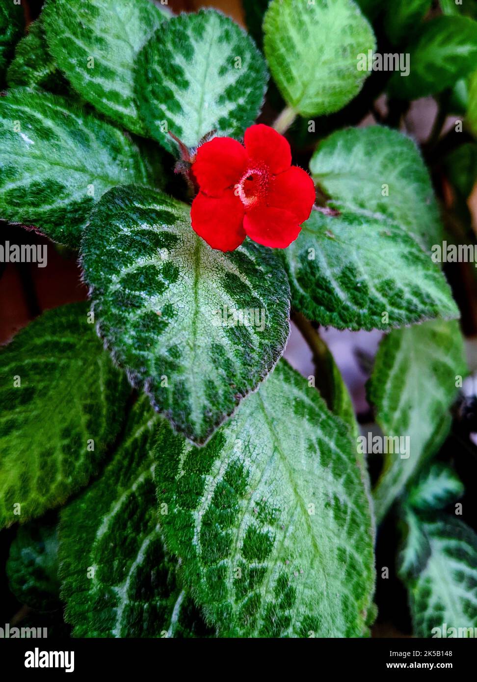 A closeup of a red Episcia cupreata plant. Stock Photo