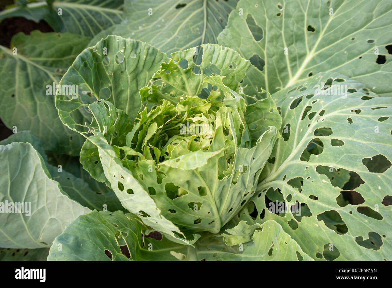Cabbage eaten by caterpillars in the garden close-up. Damaged white cabbage leaves in holes. Stock Photo