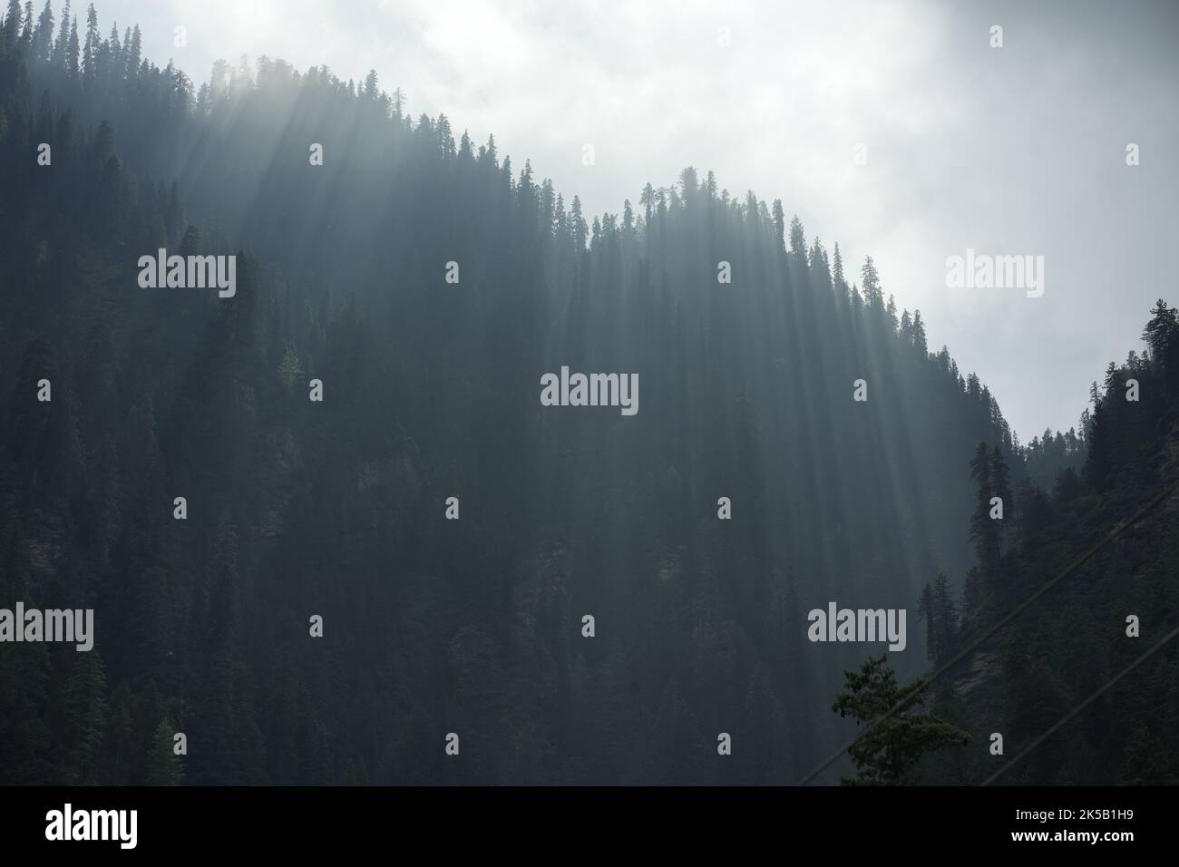 A landscape view of fir forest trees on a foggy day with mountains in ...