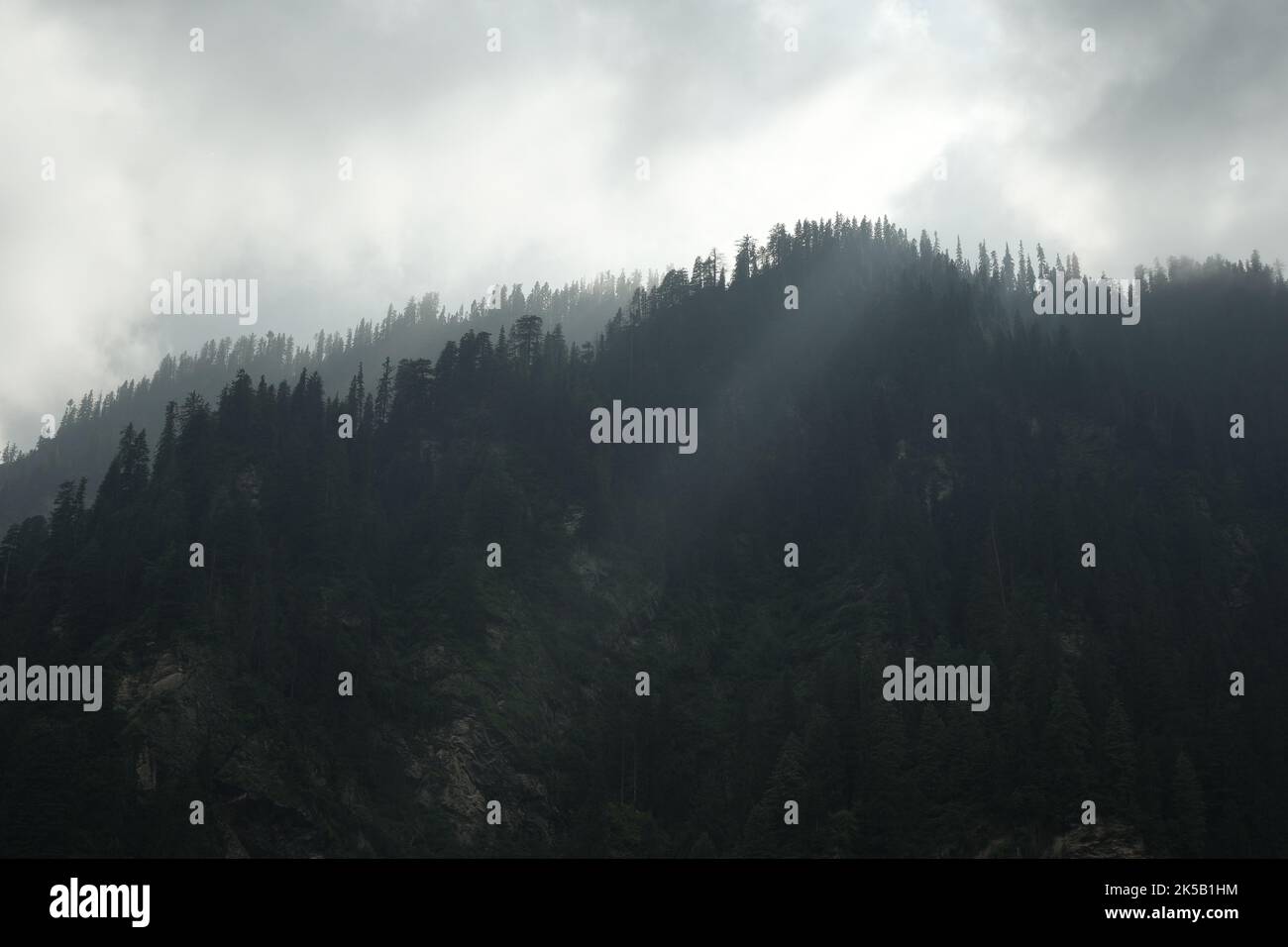 A landscape view of fir forest trees on a foggy day with mountains in ...