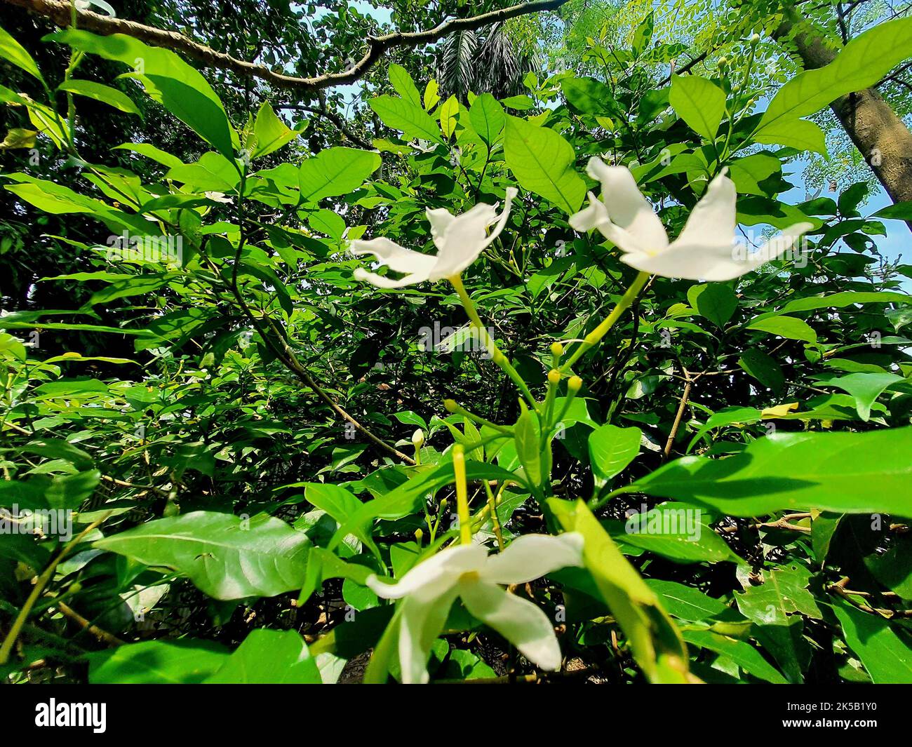 A close-up shot of a white pinwheel (Tabernaemontana divaricata) flower in the garden Stock Photo
