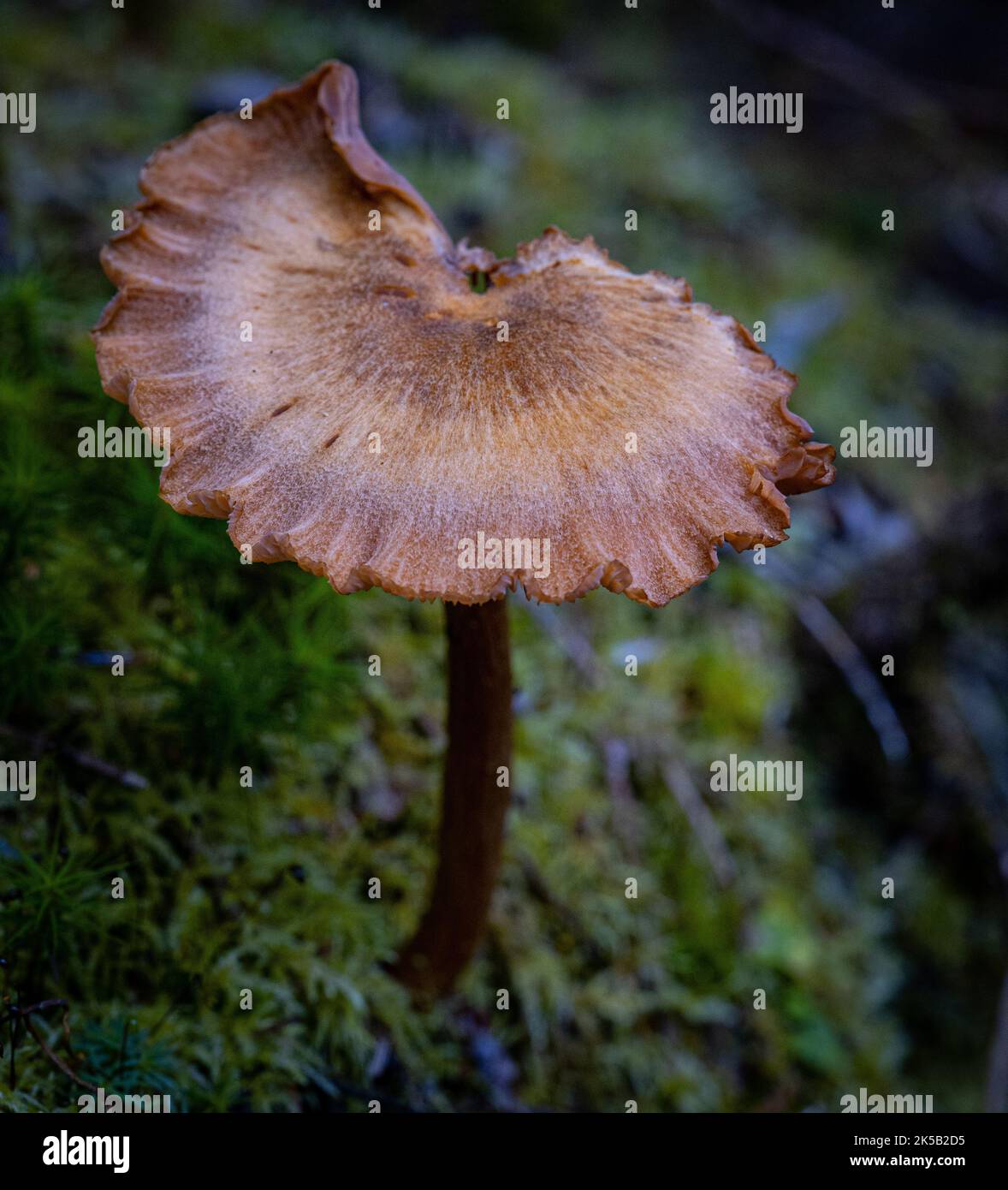 A closeup of brown poisonous torn fibrecap mushroom in the forest Stock Photo