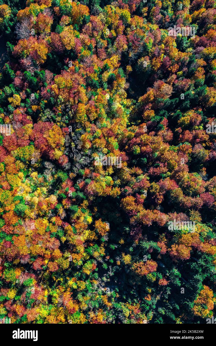 A vertical aerial view of dense colorful autumn forests in Austria ...
