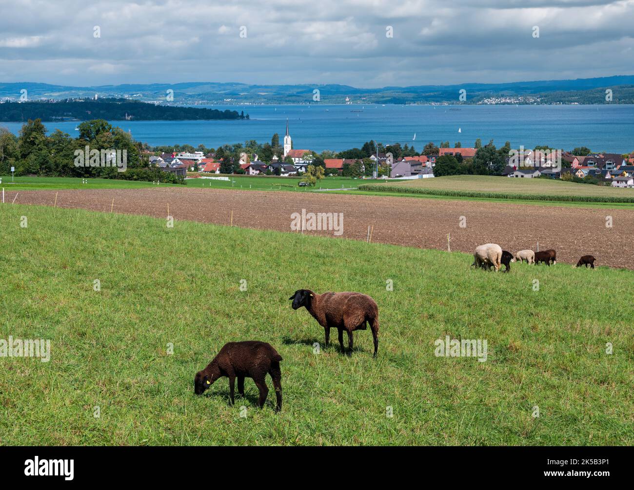 Sheep graze on the meadow abovef village of Scherzingen at lake Constance - Bodensee lake. Stock Photo