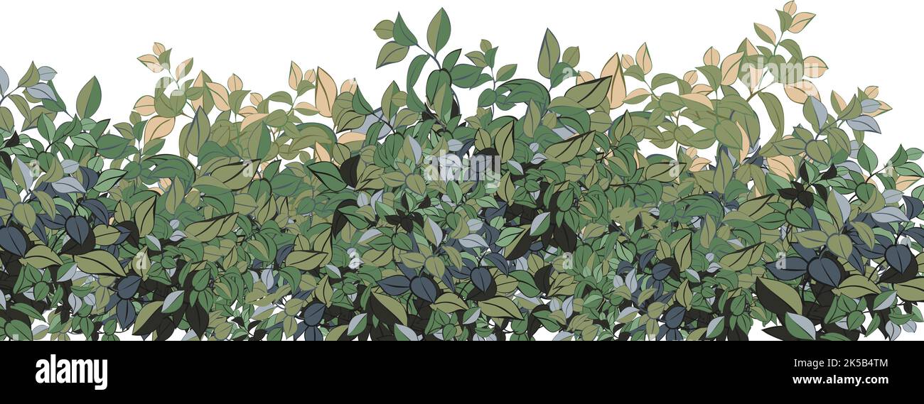 Boxwood Vector Realistic garden shrub, seasonal bush, boxwood, tree crown bush foliage ...