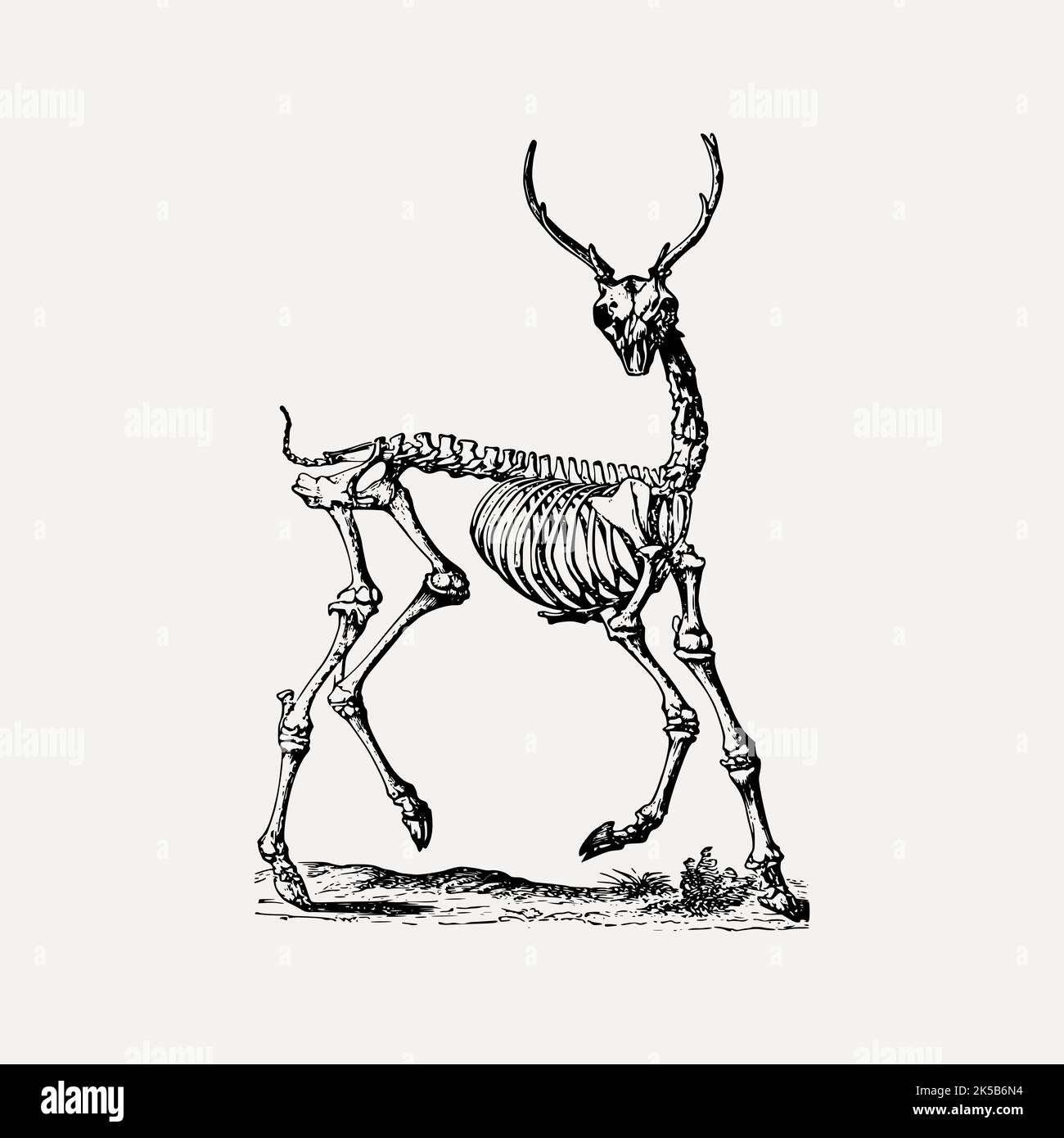 Deer skeleton clipart, vintage illustration vector. Stock Vector