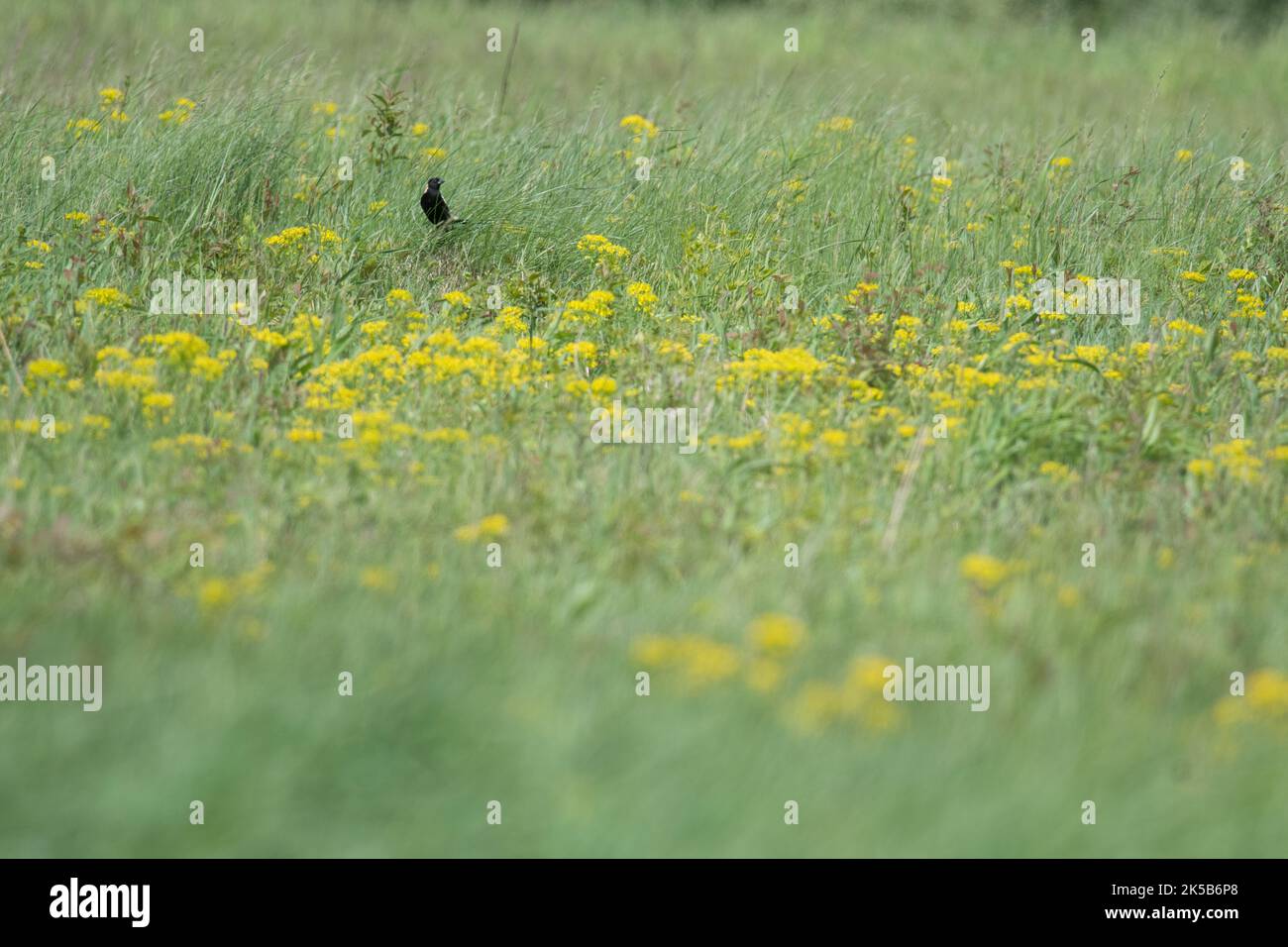 Bobolink out in a field full of flower in New York Stock Photo