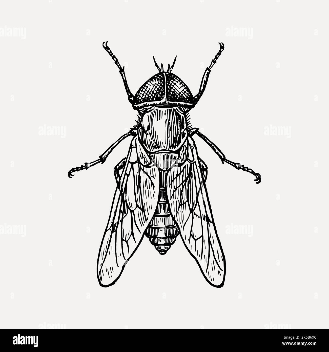 Fly clipart, vintage illustration vector Stock Vector Image & Art - Alamy