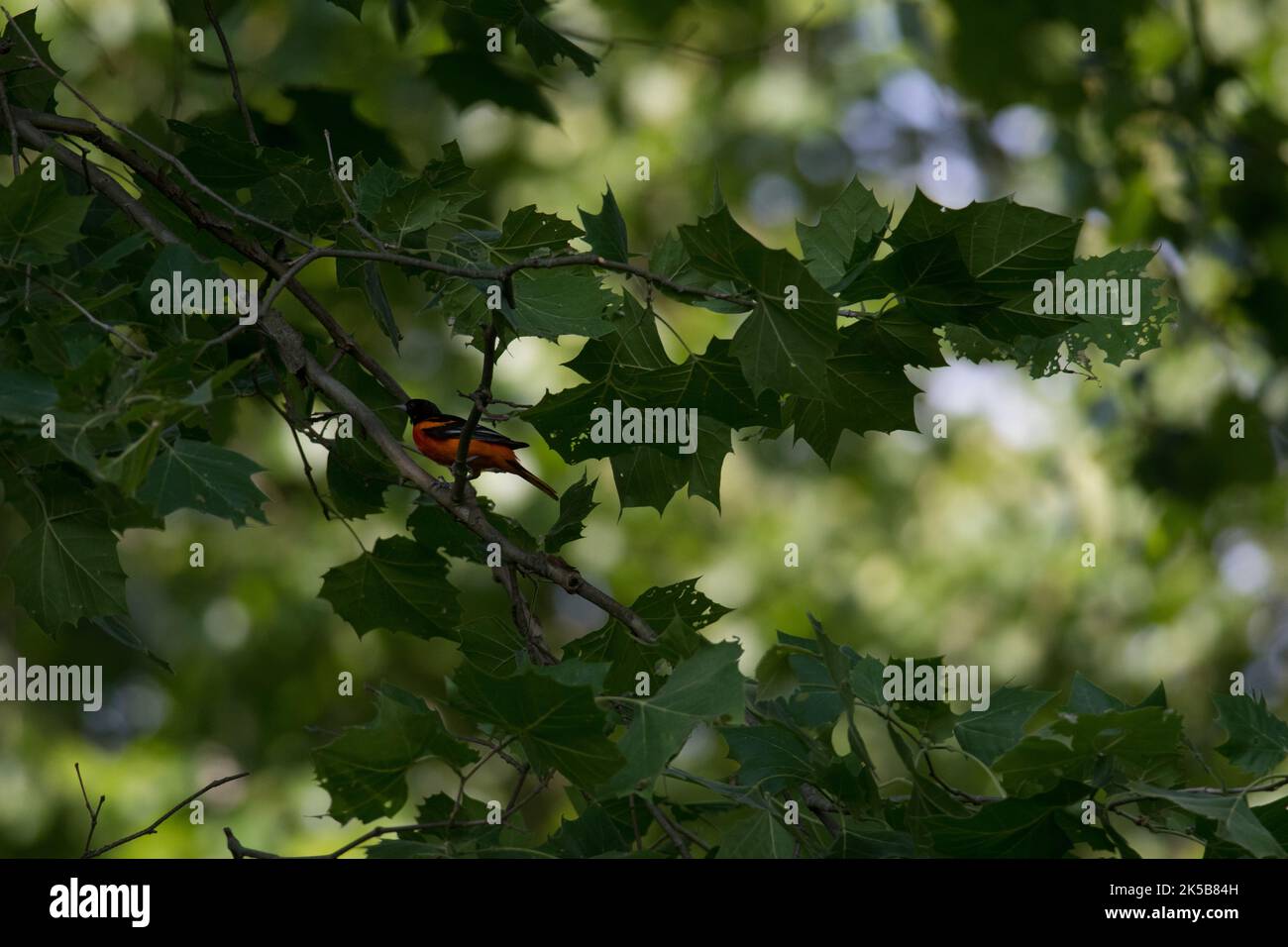 Baltimore Oriole hiding among tree leaves Stock Photo