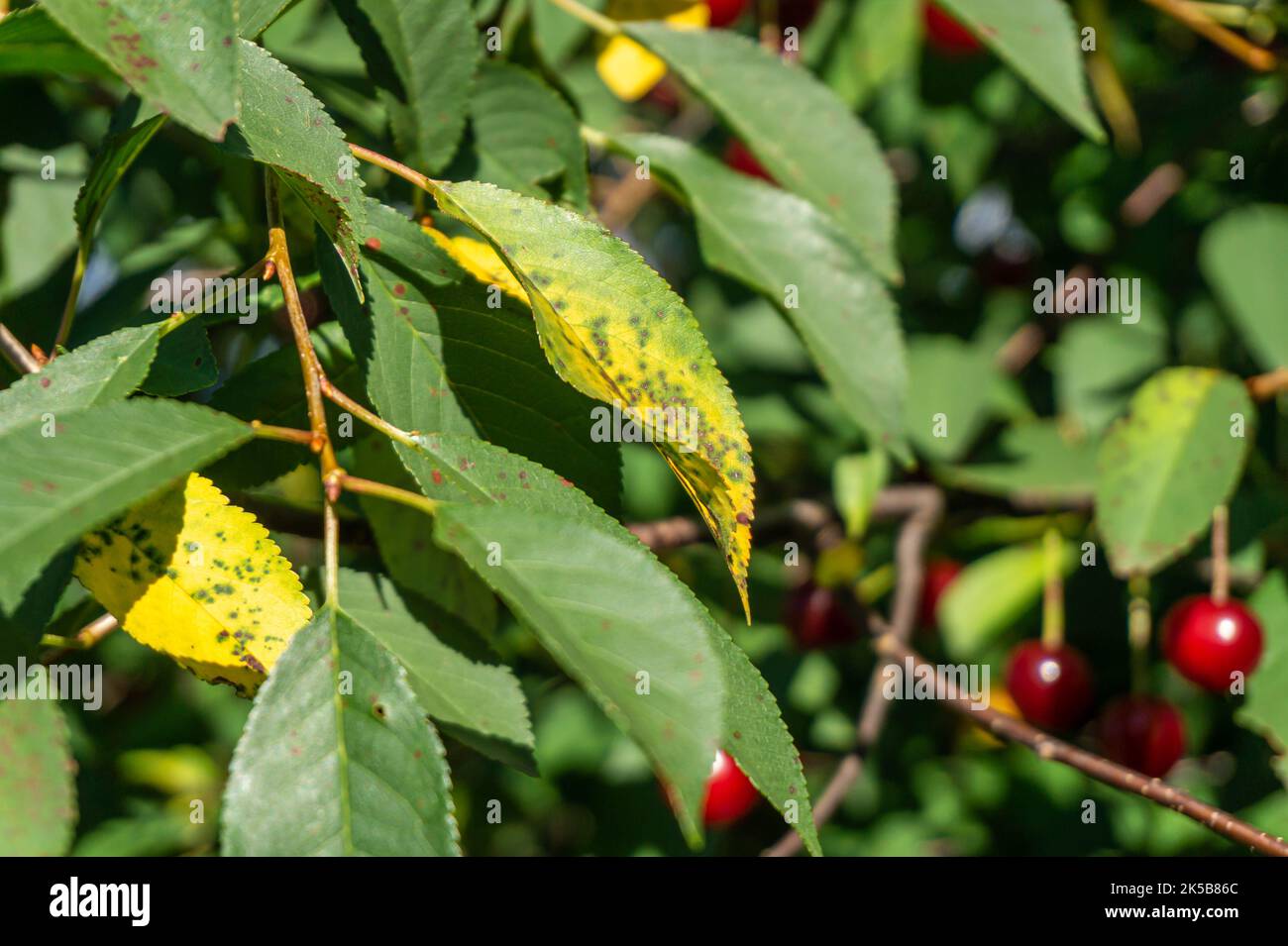 Cherry leaf spot disease or Coccomycosis caused by Blumeriella jaapii fungus. Yellow cherry leaves with brown spots. Stock Photo