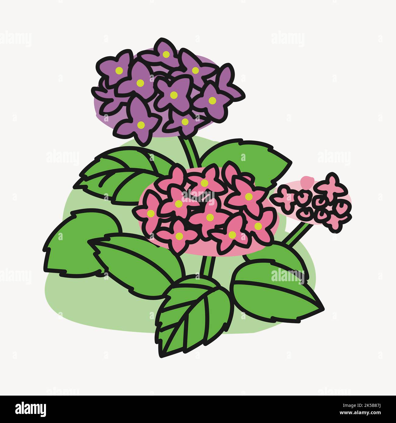 Hydrangea bush clipart, nature illustration vector Stock Vector Image