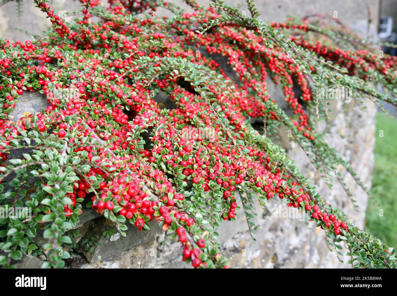 A Cotoneaster Horizontalis deciduous shrub, laden with shiny red berries Stock Photo