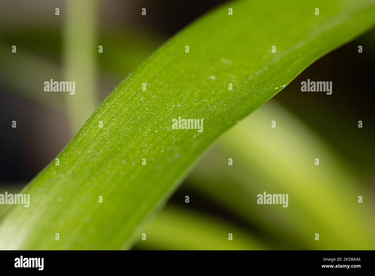 A macro shot of a Albuca bracteata grean leaf with blur green background Stock Photo
