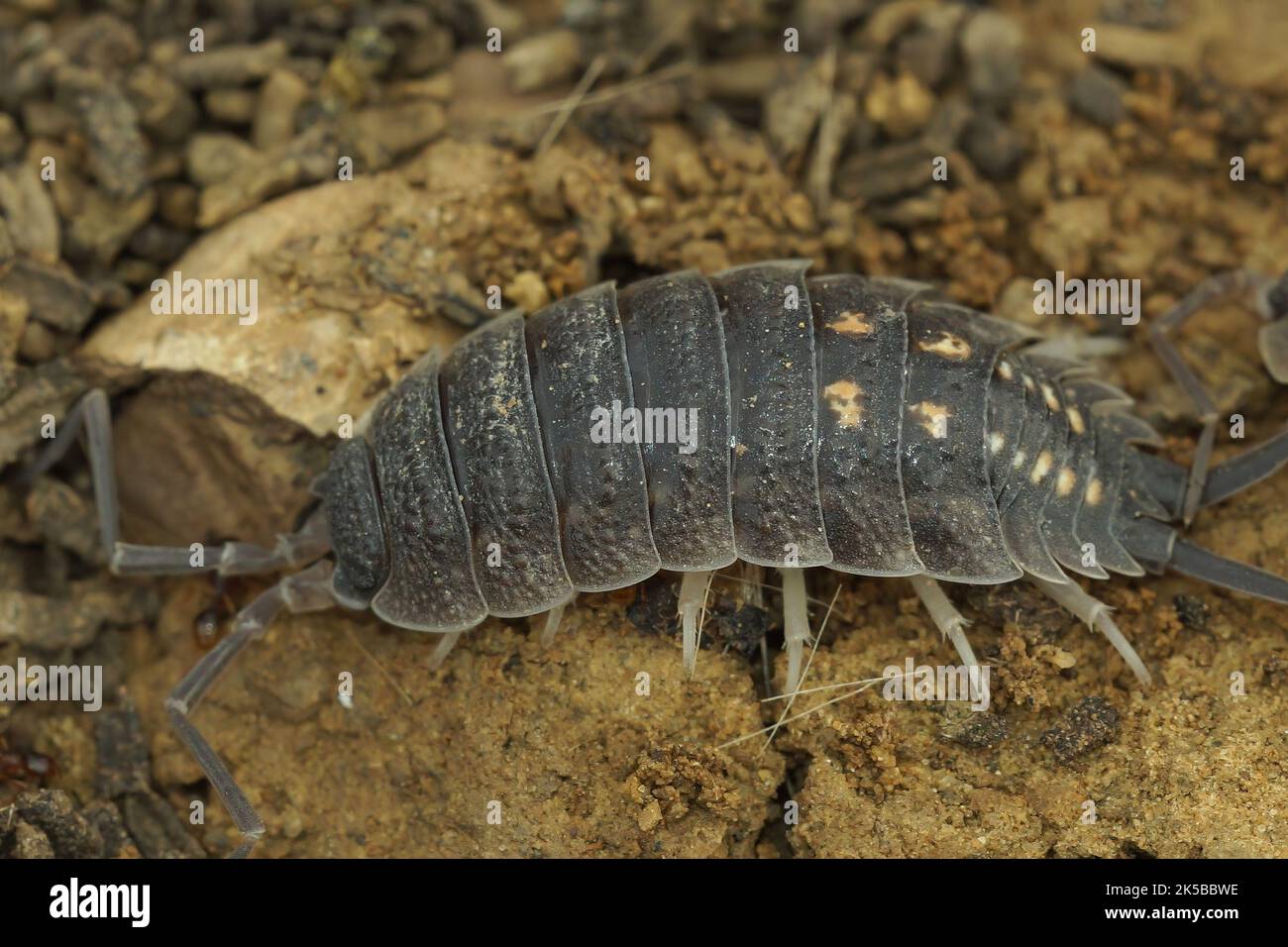 Woodlouse woodlice oniscidea hires stock photography and images Alamy